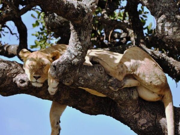 manyara-national-park-4-880×450